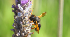 Megachile euzona