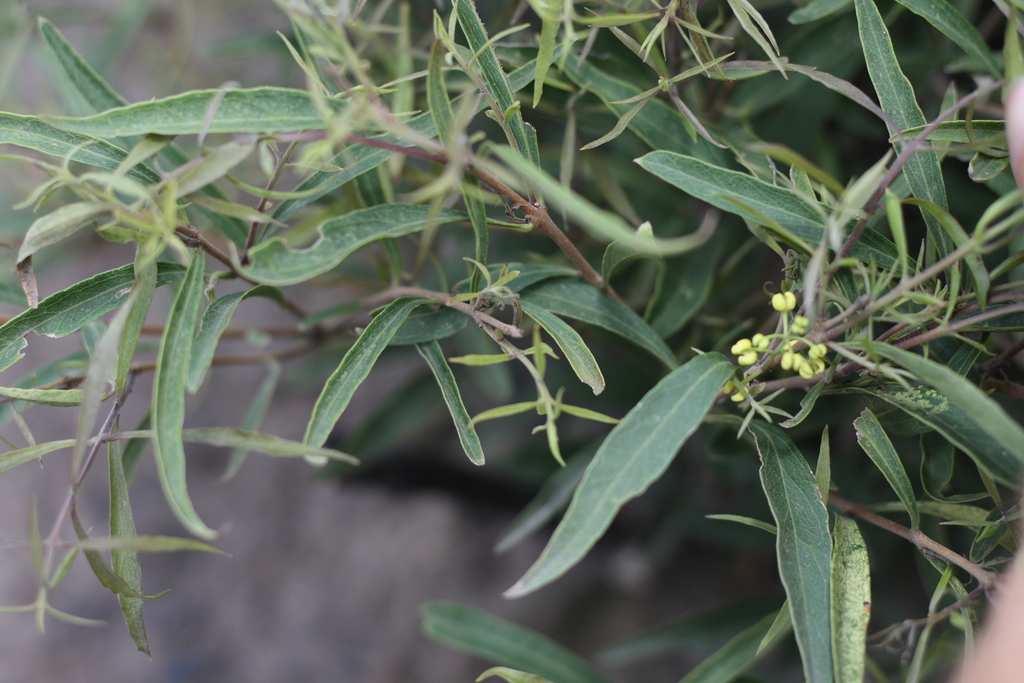 Cooneana Olive