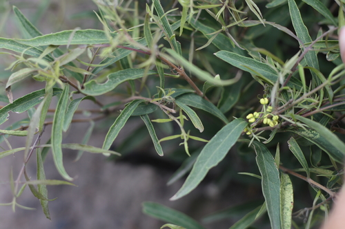 Cooneana Olive (Notelaea ipsviciensis)