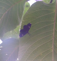 Melanchroia vazquezae