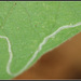 Liriomyza trifolii - Photo (c) Eran Finkle, algunos derechos reservados (CC BY)