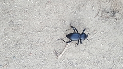 Coelocnemis dilaticollis