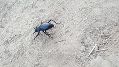 Coelocnemis dilaticollis