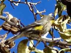 Setophaga coronata coronata × auduboni