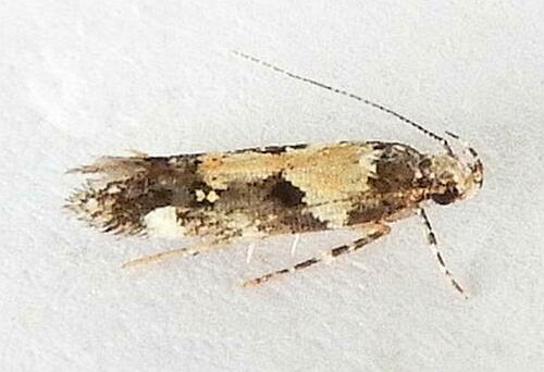 Red-necked Peanutworm Moth photo 4