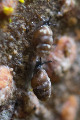 Vertigo rowellii