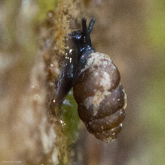 Vertigo rowellii