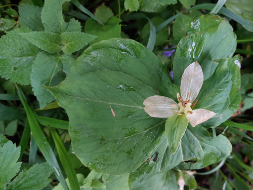 Trillium camschatcense iNat (3)