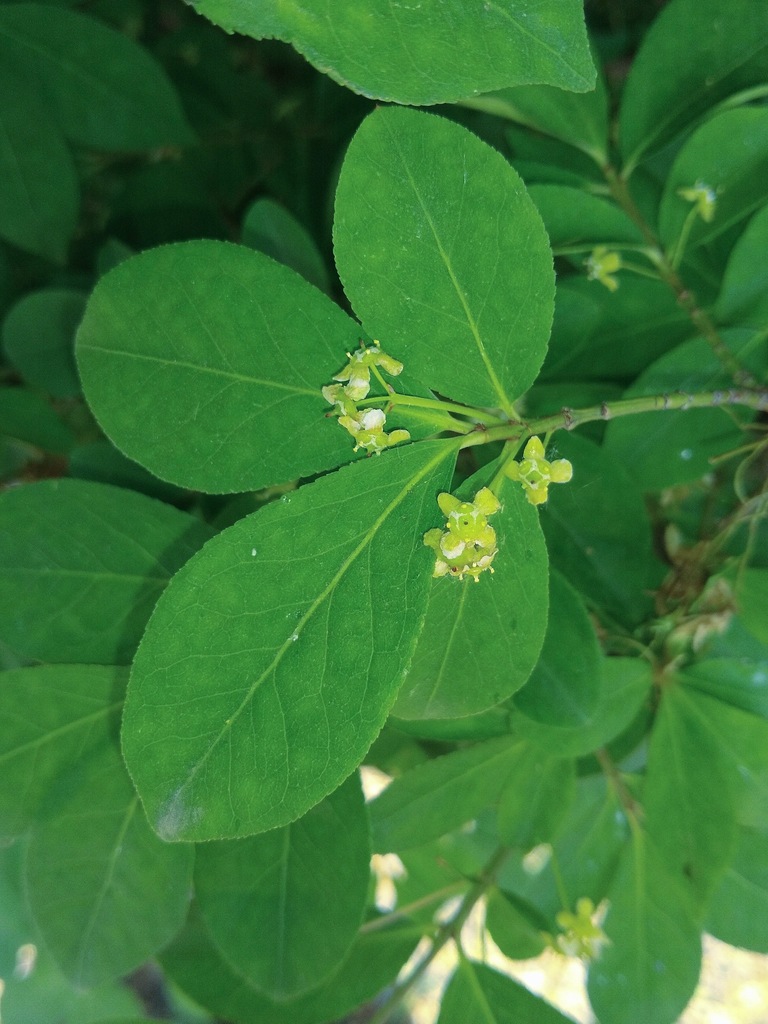winged-euonymus-from-naperville-park-district-naperville-il-usa-on