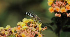Zyzzyx chilensis