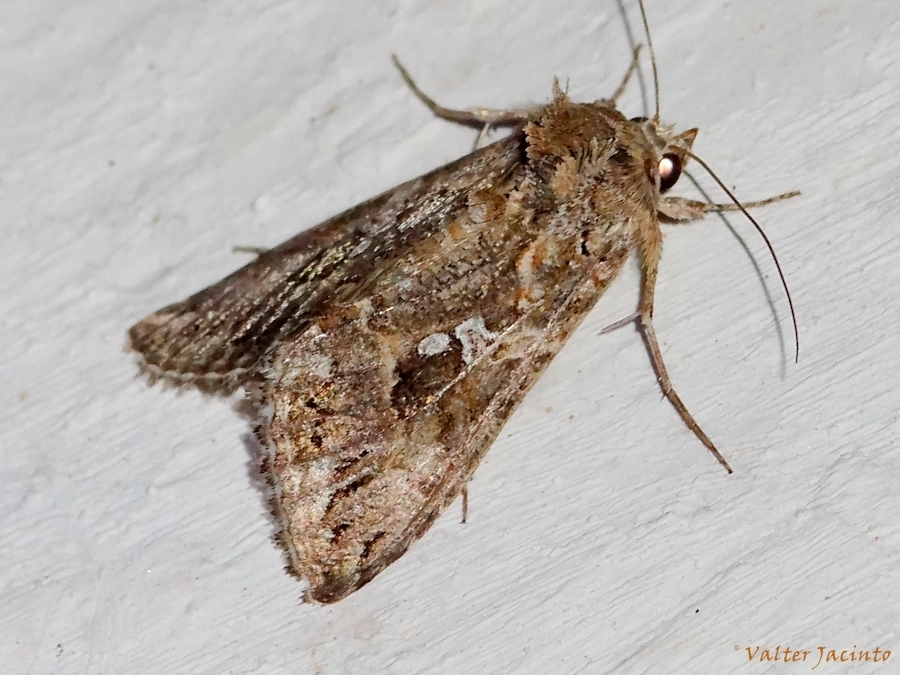 Cabbage Looper (Pennsylvania Moths) · iNaturalist