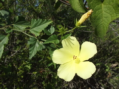 Hibiscus ribifolius