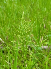 Stinchgrass (Steinchisma)