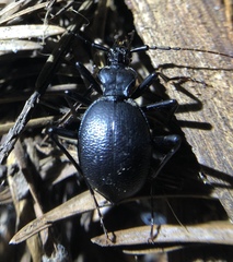 Scaphinotus cristatus