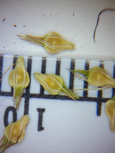 Image of Rhynchospora cephalantha by (c) Jay Horn, some rights reserved (CC BY)