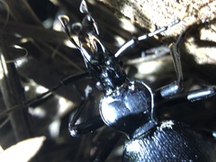 Scaphinotus cristatus