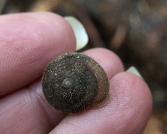 Vespericola armigera