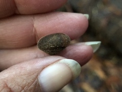 Vespericola armigera