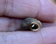 Vespericola armigera