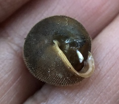 Vespericola armigera