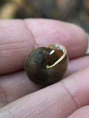 Vespericola armigera