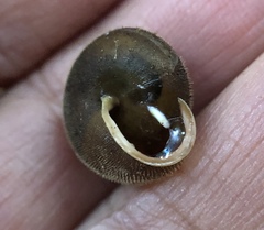 Vespericola armigera