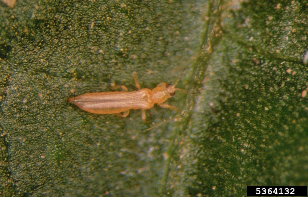 Western flower thrips