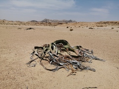 Welwitschia mirabilis image