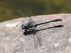 Phanogomphus quadricolor