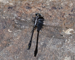 Phanogomphus quadricolor