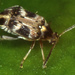 Callosobruchus - Photo (c) limbatus, μερικά δικαιώματα διατηρούνται (CC BY)