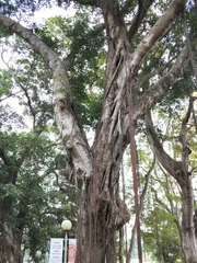 Ficus microcarpa microcarpa