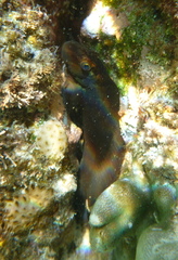 Ophioblennius steindachneri