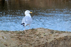 Larus argentatus