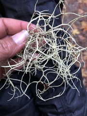 Usnea cornuta