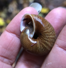 Helminthoglypta exarata