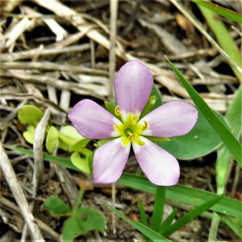 Image of Sabatia arenicola by (c) Annika Lindqvist, some rights reserved (CC BY)