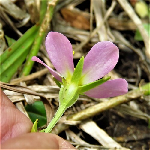 Image of Sabatia arenicola by (c) Annika Lindqvist, some rights reserved (CC BY)