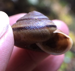 Helminthoglypta exarata