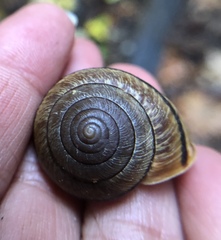 Helminthoglypta exarata