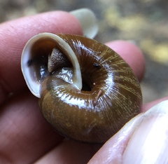 Helminthoglypta exarata