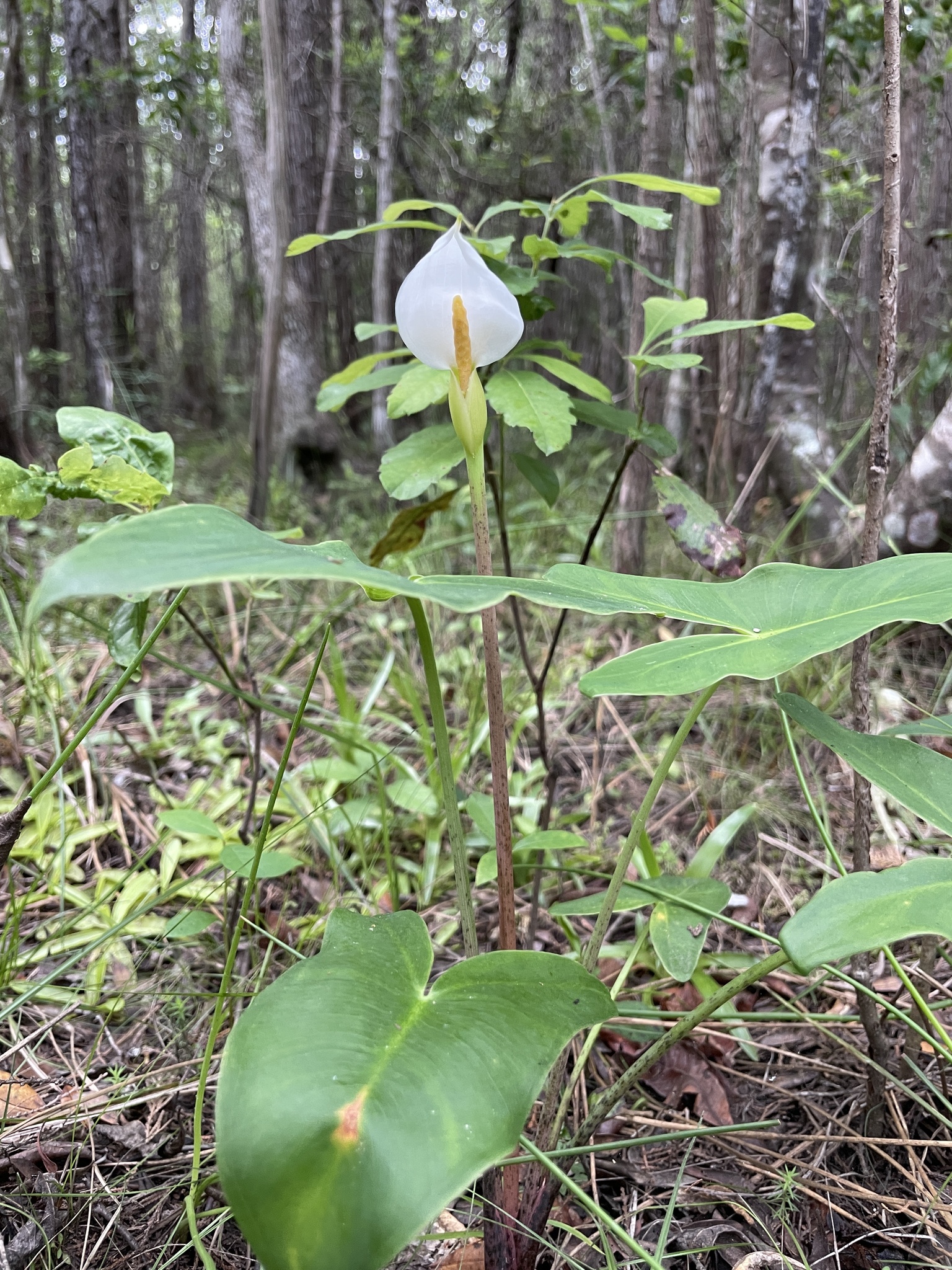 Peltandra sagittifolia