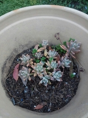 Graptopetalum
