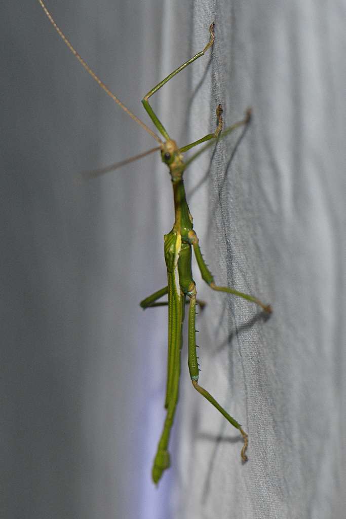 Diapherodes jamaicensis