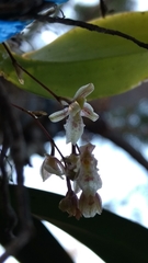 Leochilus oncidioides