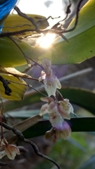 Leochilus oncidioides