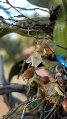 Leochilus oncidioides