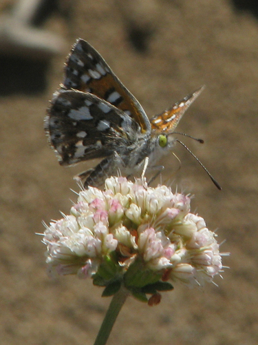 Behr's Metalmark