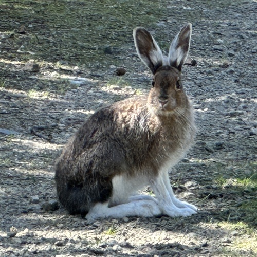 Snowshoe Hare