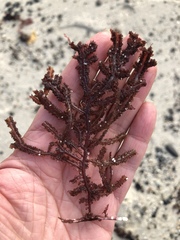 Neoptilota densa